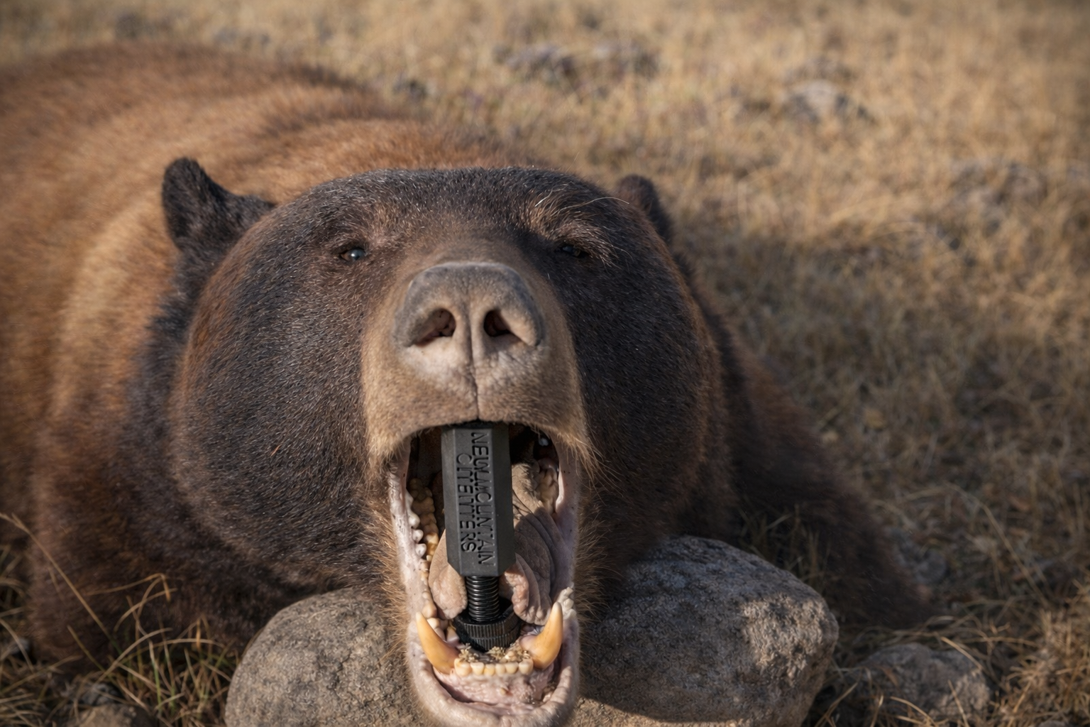 Black bear in golden grass with a Last Bite jaw spreader holding the mouth open.