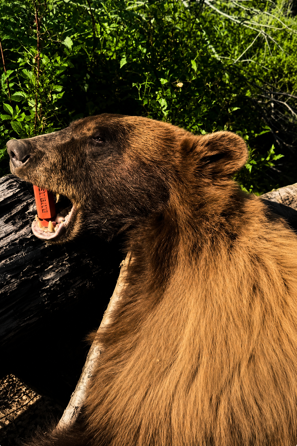 Cinnamon-phase Oregon black bear taken on a spring hunt, with a Last Bite Signature jaw spreader holding the mouth open.