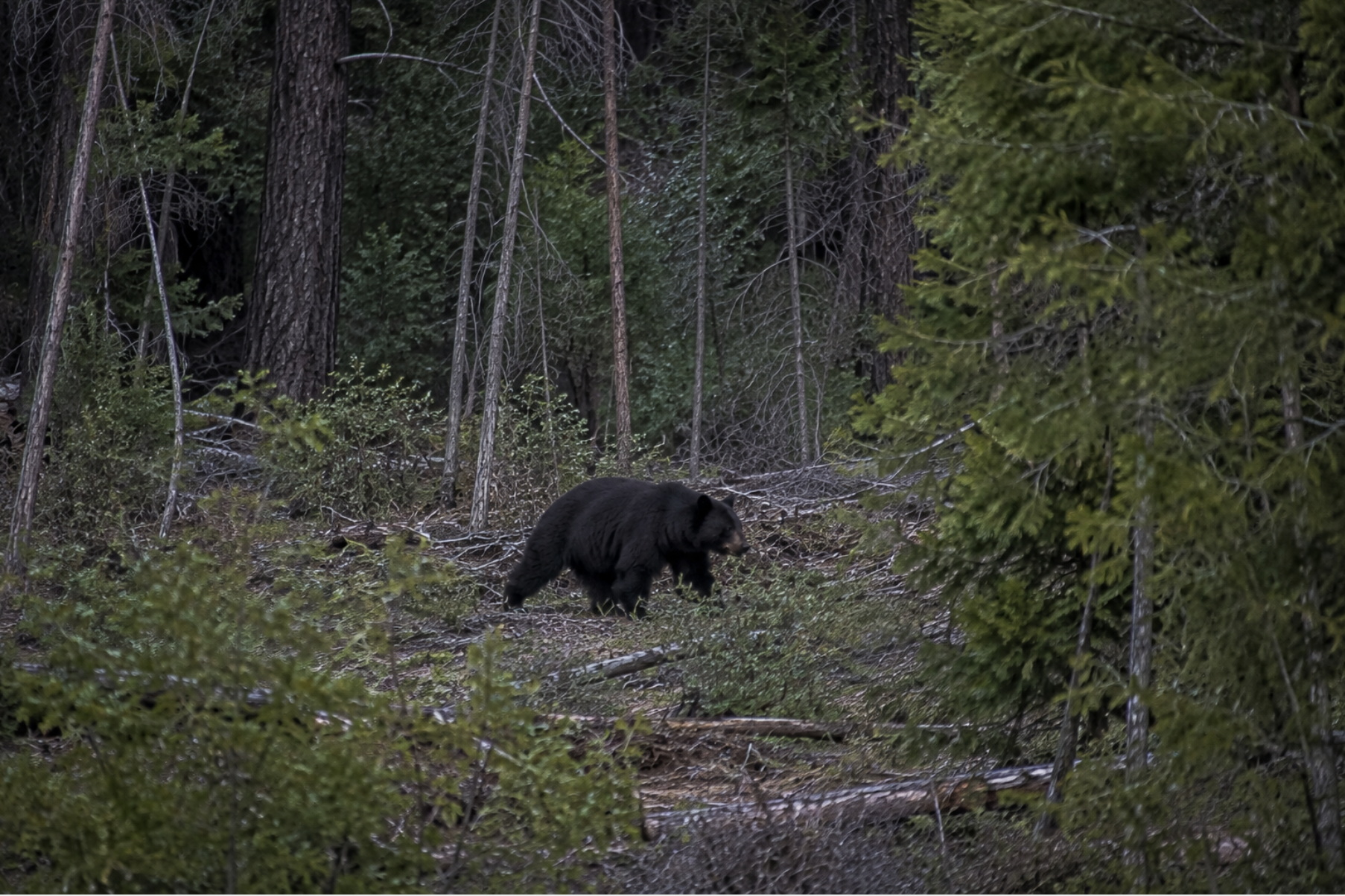 A black bear walking through low brush at the edge of dense green forest in low evening light.