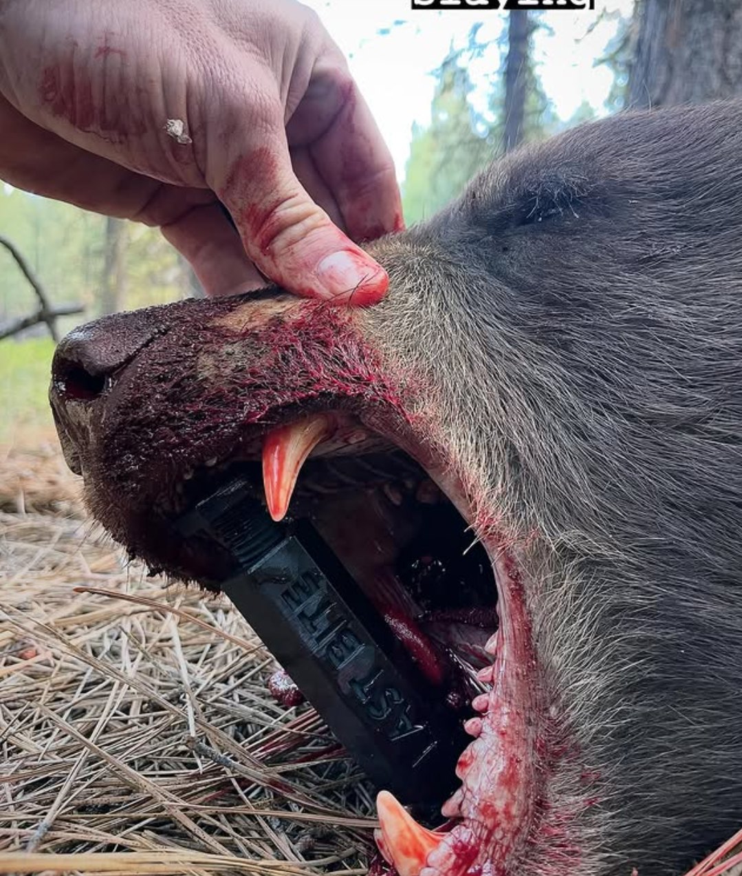 Black bear with a Last Bite tool holding its jaw open in the field