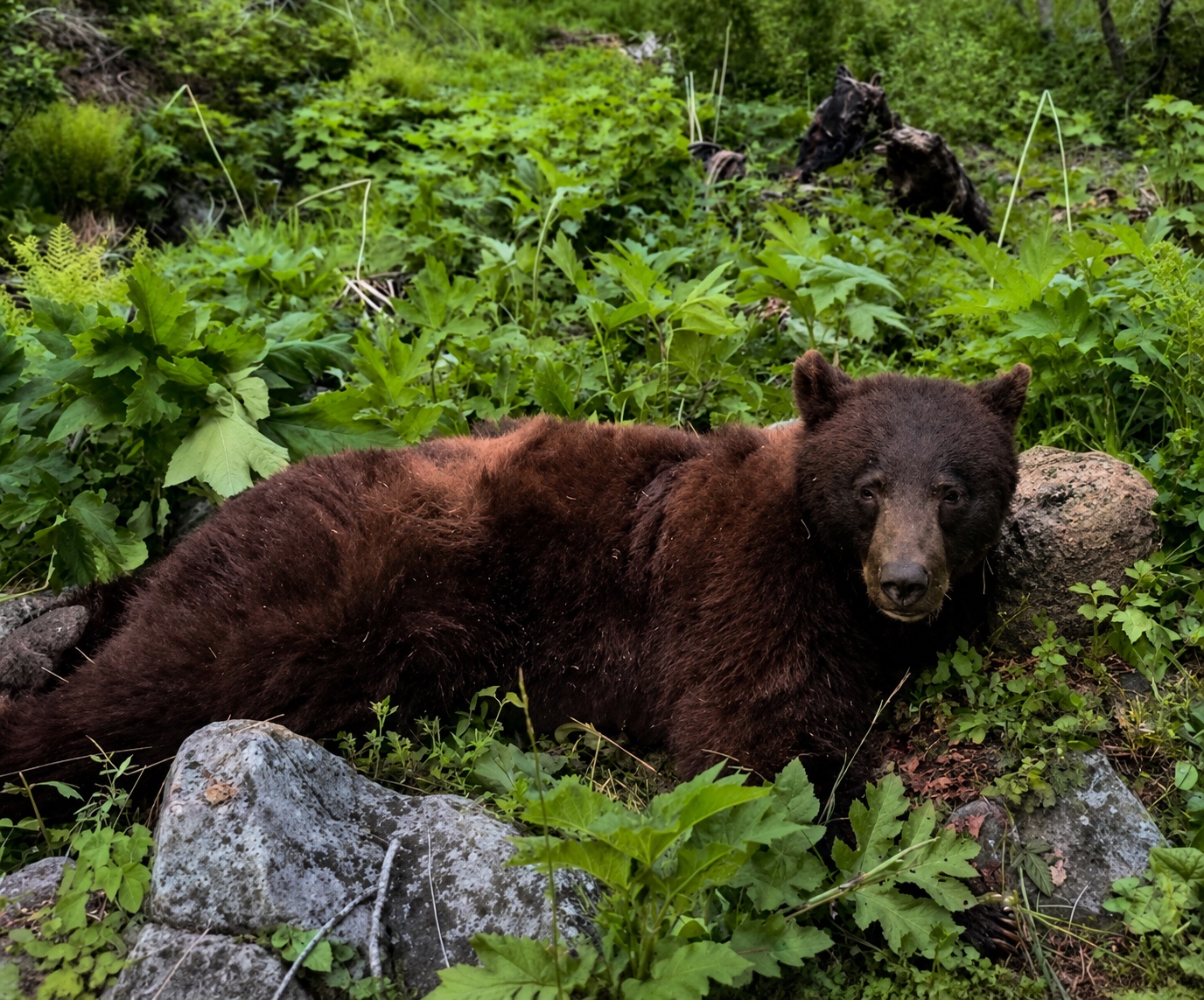 Cinnamon-phase Oregon black bear posed in lush spring forbs and skunk cabbage on a rocky slope.
