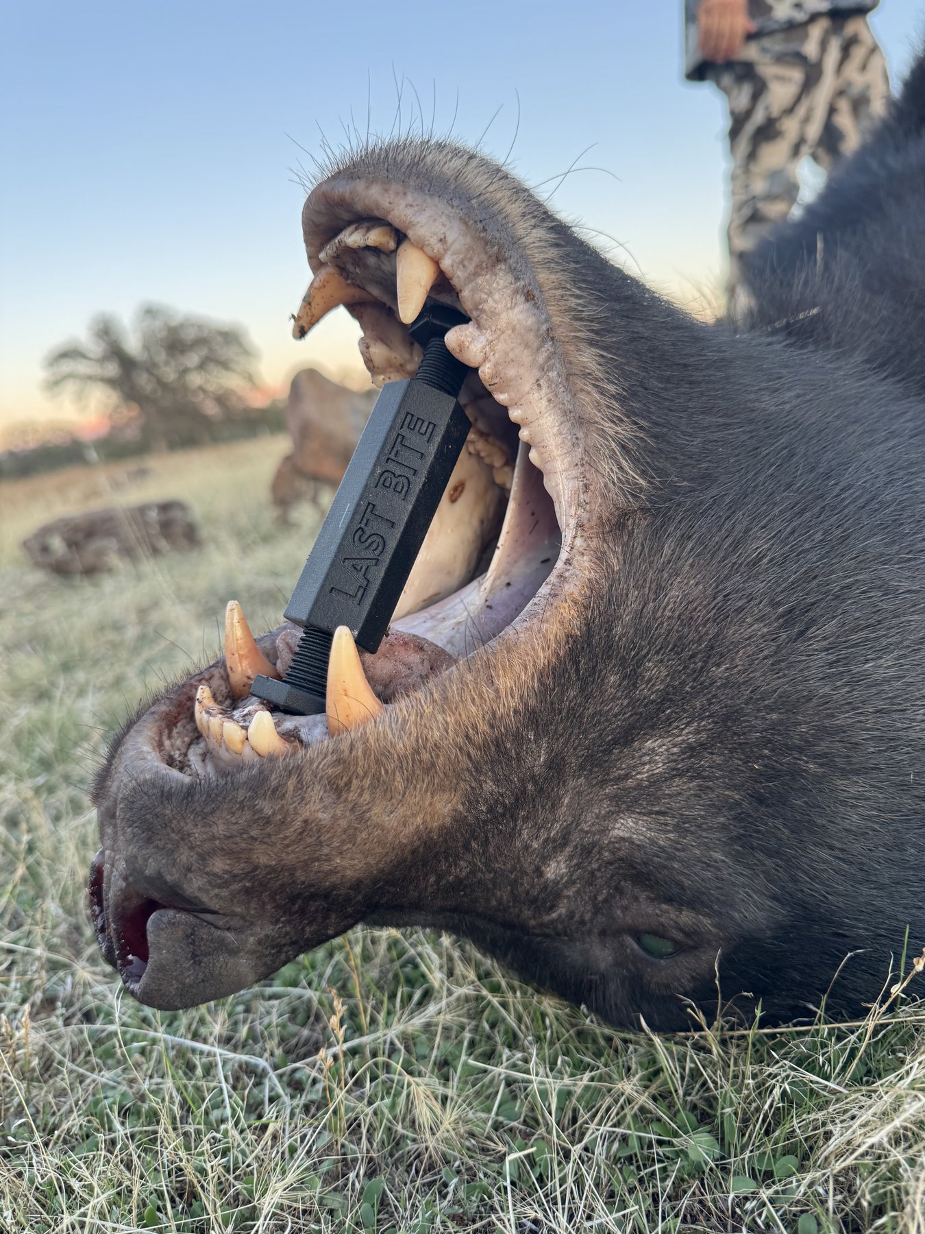 A harvested black bear with a Black Last Bite jaw tool engraved 'LAST BITE' propping its mouth open for tooth extraction.