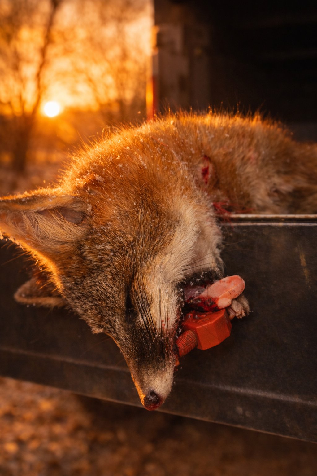 Red fox with Brick Red Last Bite tool