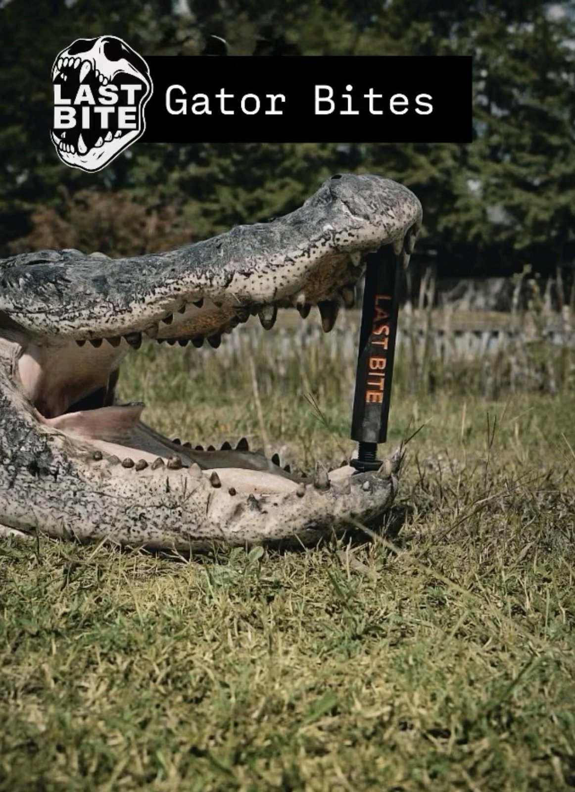 Alligator with black and orange Last Bite tool propping jaws open