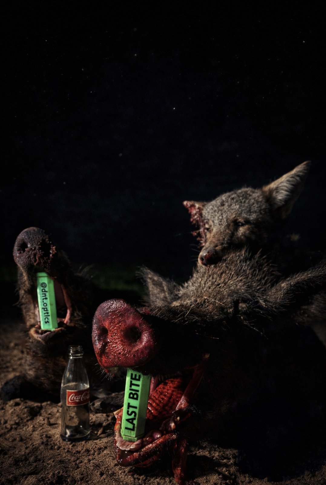 Two wild hogs at night with Malachite green Last Bite tools